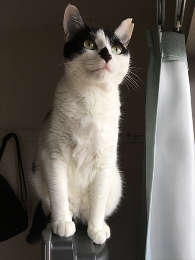 猫ちゃんのビフォーアフター