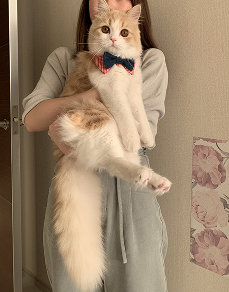 ねこビフォーアフター