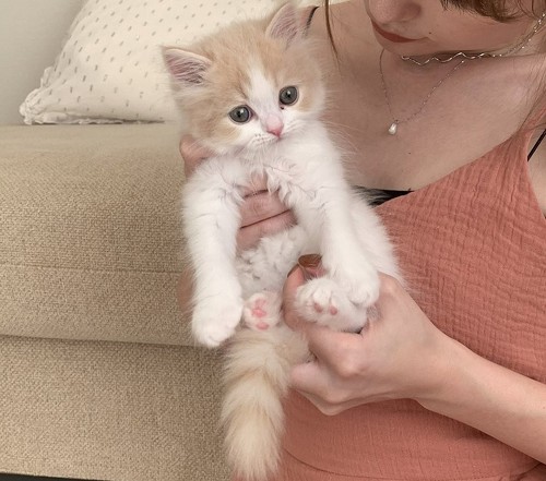 抱っここなつくん正面向き