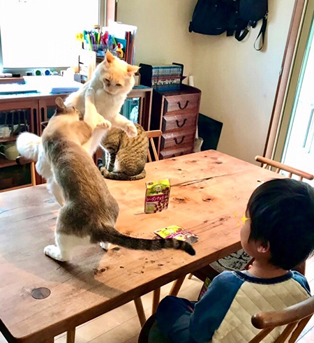 猫パンチ炸裂その後