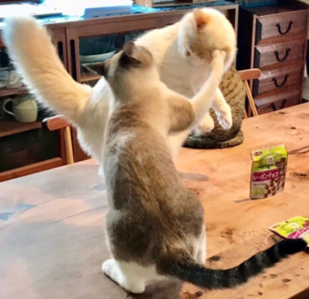 猫パンチ炸裂アップ