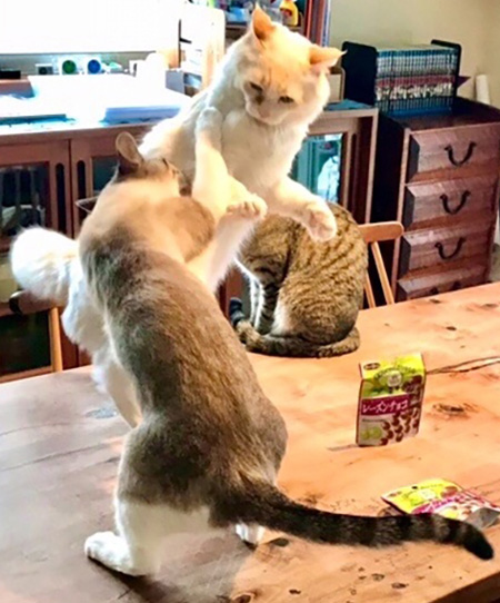 猫パンチ炸裂その後アップ