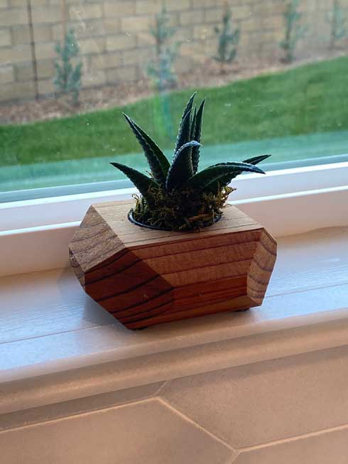 3年 育ててきた 多肉植物 造花だった 判明