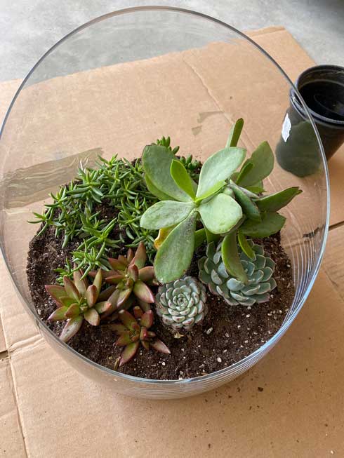 3年 育ててきた 多肉植物 造花だった 判明