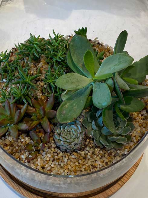 3年 育ててきた 多肉植物 造花だった 判明