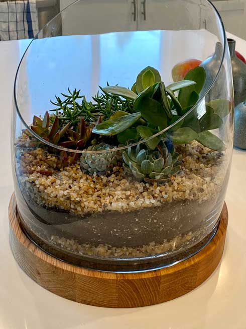 3年 育ててきた 多肉植物 造花だった 判明