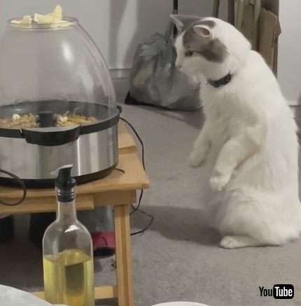 「Cat Watches Popcorn Cook || ViralHog」