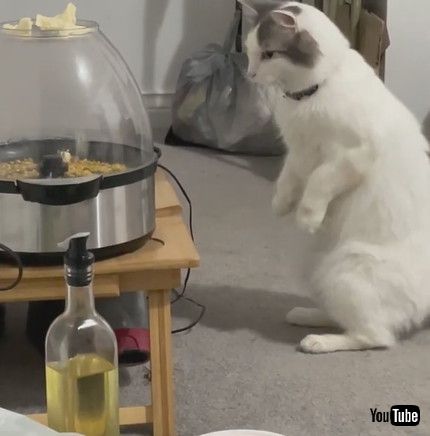 「Cat Watches Popcorn Cook || ViralHog」