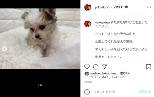 秋野暢子 愛犬 死 レイチェル 小夏 ペットロス