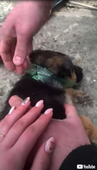 救助される子犬