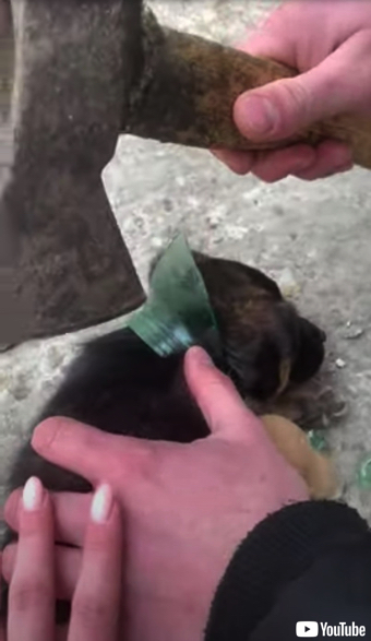 救助される子犬