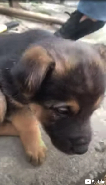 救助される子犬