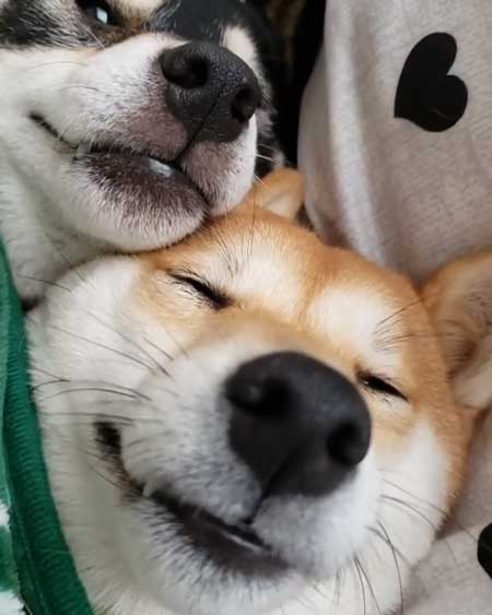 柴犬 3匹 ぎゅうぎゅう 寝姿 添い寝 お布団 だんご 姉妹