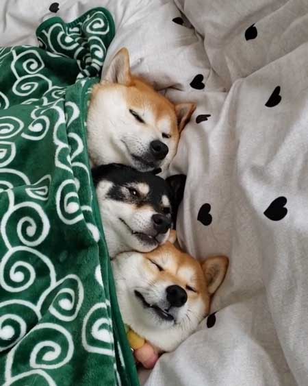 柴犬 3匹 ぎゅうぎゅう 寝姿 添い寝 お布団 だんご 姉妹