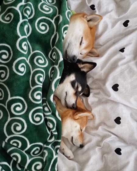 柴犬 3匹 ぎゅうぎゅう 寝姿 添い寝 お布団 だんご 姉妹