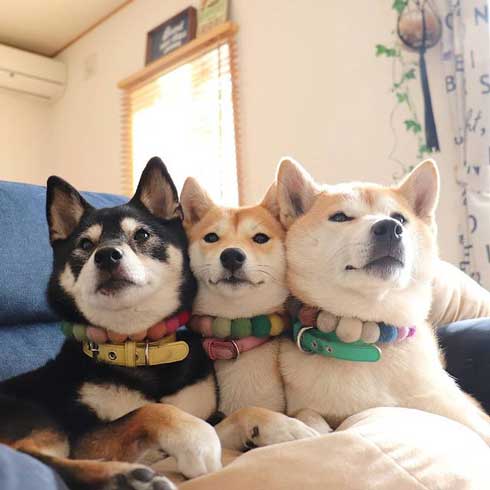 柴犬 3匹 ぎゅうぎゅう 寝姿 添い寝 お布団 だんご 姉妹