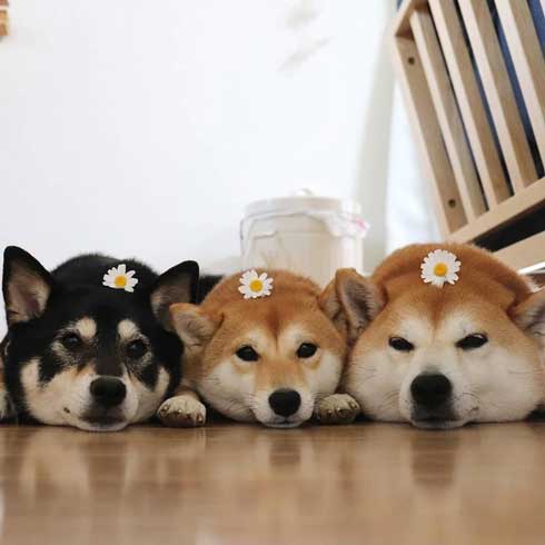 柴犬 3匹 ぎゅうぎゅう 寝姿 添い寝 お布団 だんご 姉妹