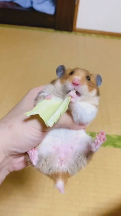 キャベツ飛んじゃったハムスターちゃん