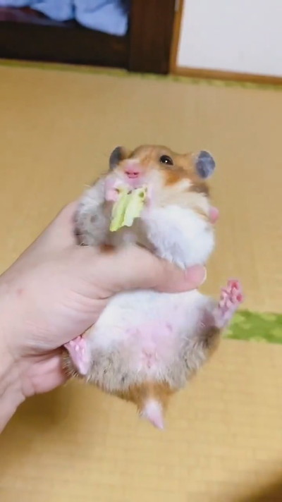 キャベツ飛んじゃったハムスターちゃん