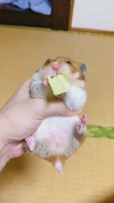 キャベツ飛んじゃったハムスターちゃん