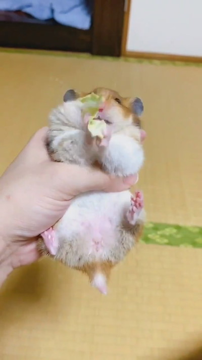 キャベツ飛んじゃったハムスターちゃん