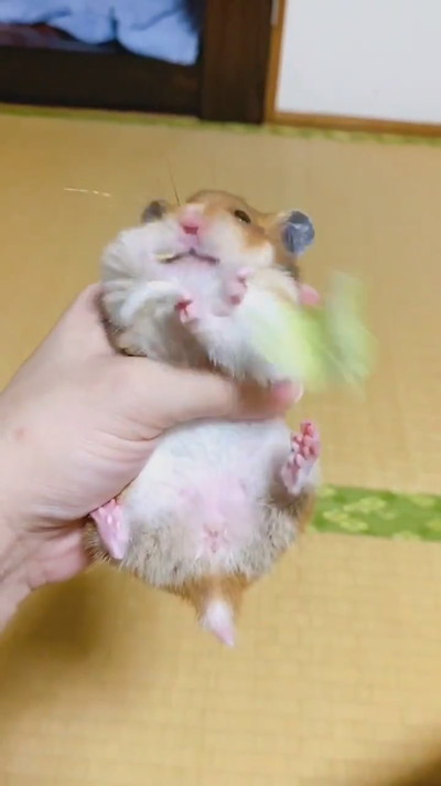 キャベツ飛んじゃったハムスターちゃん