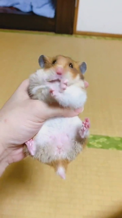 キャベツ飛んじゃったハムスターちゃん