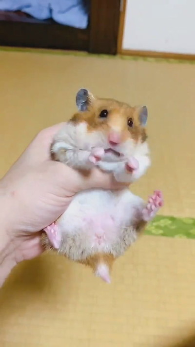 キャベツ飛んじゃったハムスターちゃん