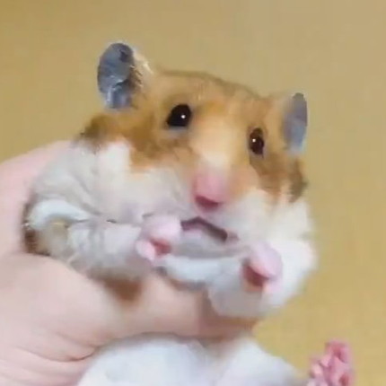 ハムスター