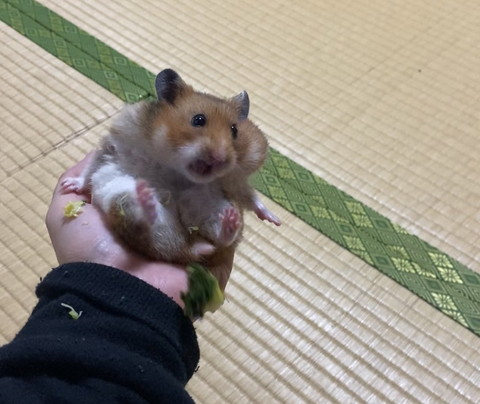 いろんなナンバちゃん