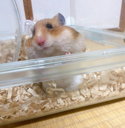 いろんなナンバちゃん