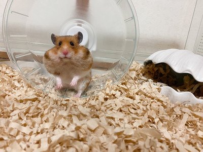 いろんなナンバちゃん