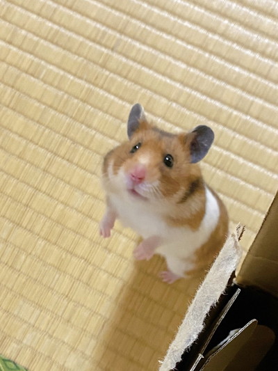 いろんなナンバちゃん