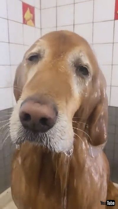 「Dog Closes Their Eyes And Enjoys As Water Falls Over Them While Showering - 1183771」
