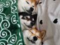 お布団でくっつく柴犬3姉妹がかわいい！　仲良しっぷりが伝わる“ぎゅうぎゅう寝”に笑顔になる