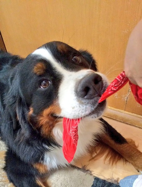 大型犬変化
