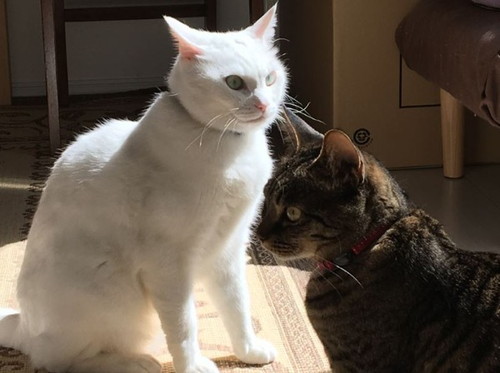 「わかりやすい男のガマン」