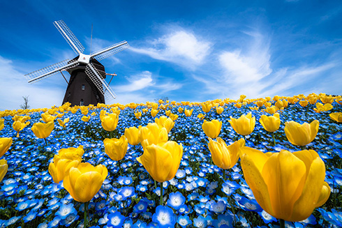 風車を背にしたチューリップとネモフィラ　青と黄色の花を撮影した写真が幻想的ですてき