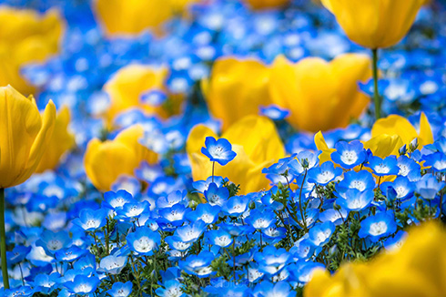 風車を背にしたチューリップとネモフィラ　青と黄色の花を撮影した写真が幻想的ですてき