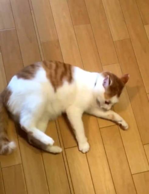 猫 ちゃろちゃん 頭のかき方 忘れる