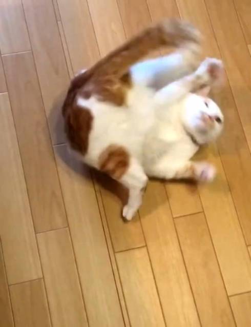 猫 ちゃろちゃん 頭のかき方 忘れる