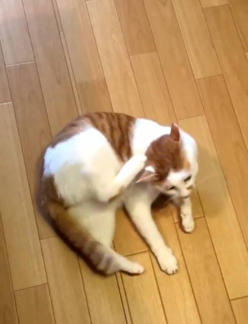 猫 ちゃろちゃん 頭のかき方 忘れる