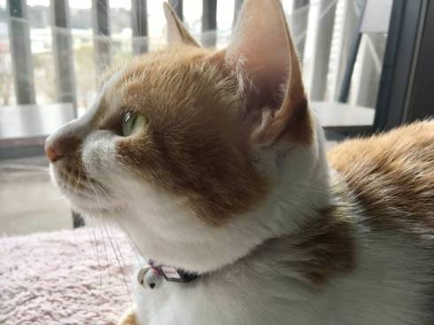 猫 ちゃろちゃん 頭のかき方 忘れる るるちゃん