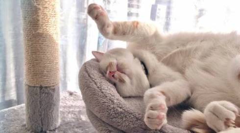 猫 ちゃろちゃん 頭のかき方 忘れる