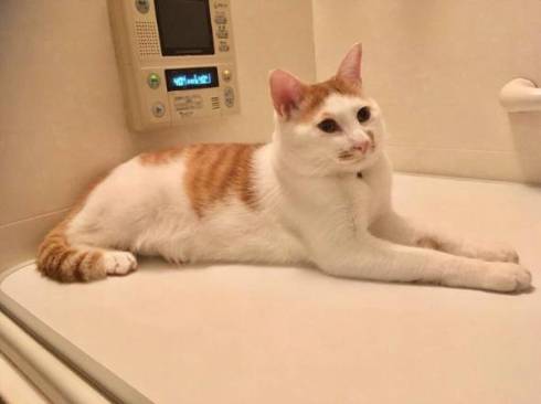 猫 ちゃろちゃん 頭のかき方 忘れる