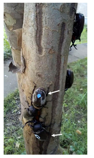 シマトネリコに集まるカブトムシ