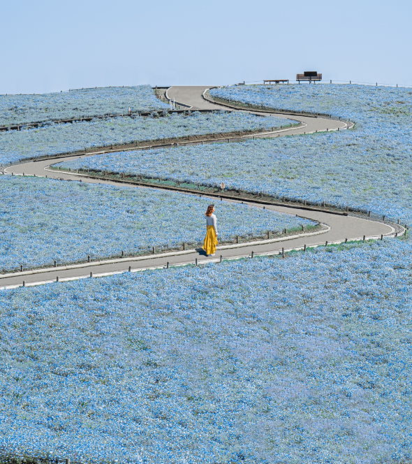 ひたち海浜公園 ネモフィラ 写真 Photoshop