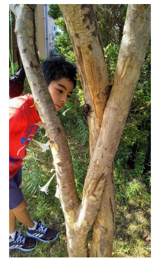 日本の小学6年生の研究が学術誌『Ecology』に掲載される　「カブトムシは夜行性」の常識を覆す大発見