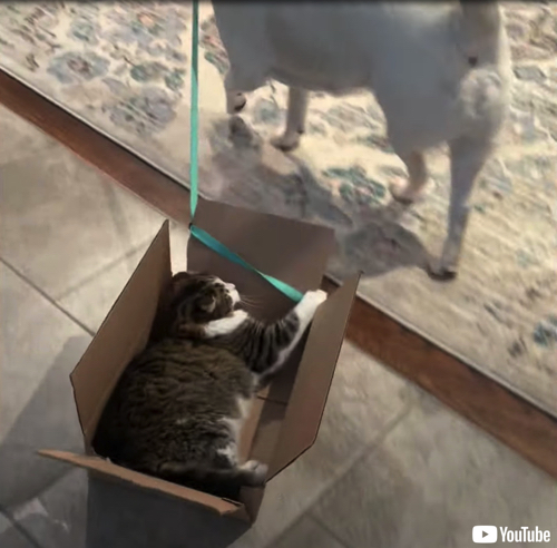 電車ごっこする2匹