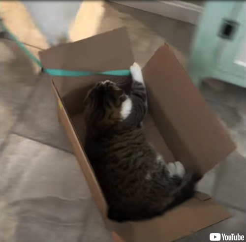 電車ごっこする2匹